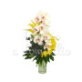 orchidee-mimose