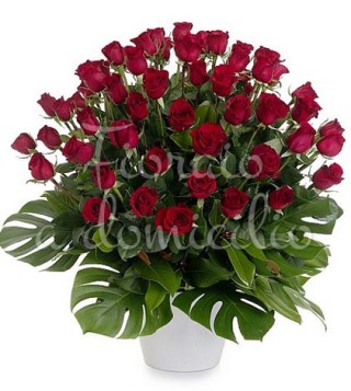 50-rose-rosse1