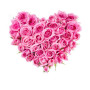 cuore-di-rose-rosa