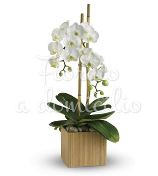 orchidea-phalenopsis-bianca