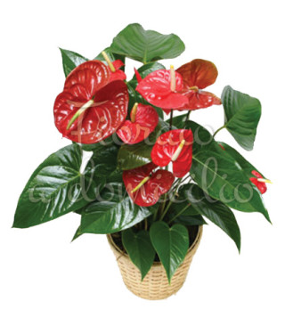 pianta-di-anthurium