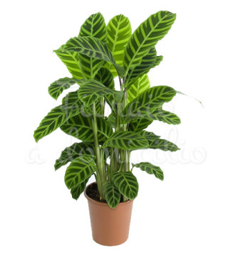 pianta-di-calathea-zabrina