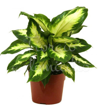 pianta-di-dieffenbachia