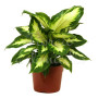 pianta-di-dieffenbachia