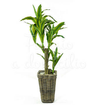 pianta-di-dracena