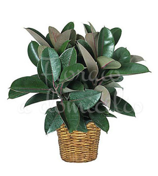 pianta-di-ficus