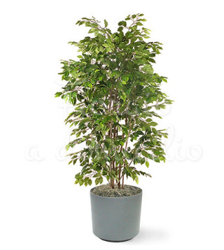 pianta-di-ficusbush