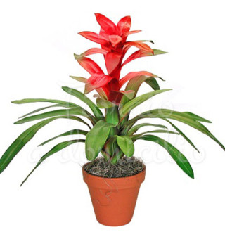 pianta-di-guzmania