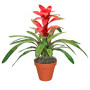 pianta-di-guzmania