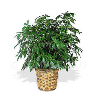 pianta-di-schefflera