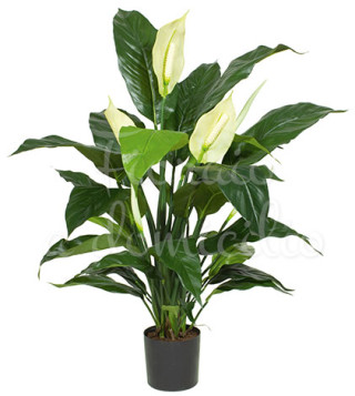 pianta-di-spathiphyllum