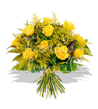 rose-mimose