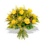 rose-mimose