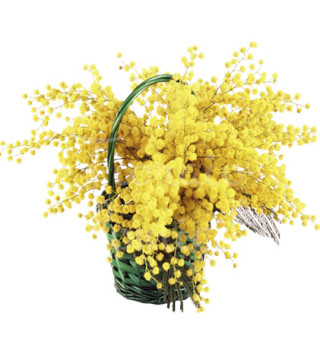 cesto-di-mimosa