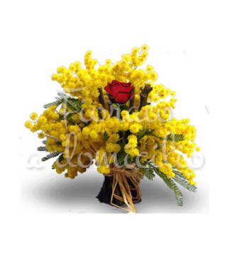 mimose-rosa-rossa